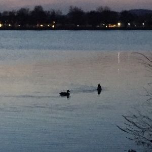 Meet your Posher, Kyra